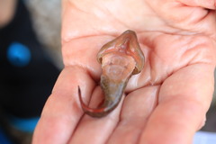 Lepadogaster lepadogaster