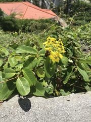 Stigmaphyllon emarginatum