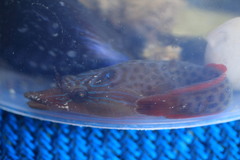 Lepadogaster lepadogaster