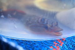 Lepadogaster lepadogaster