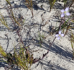 Heliophila linearis