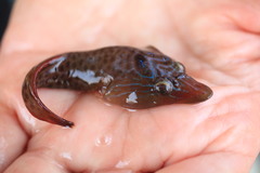 Lepadogaster lepadogaster