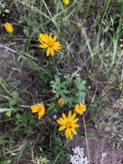 Gutierrezia wrightii