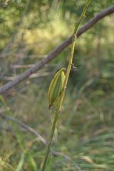 Eulophia streptopetala