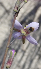 Heliophila linearis