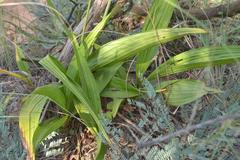 Eulophia streptopetala