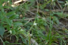 Bonatea polypodantha