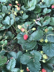 Fragaria × ananassa
