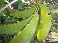 Exothea paniculata