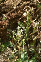 Bonatea polypodantha