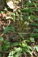 Bonatea polypodantha