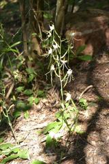 Bonatea polypodantha