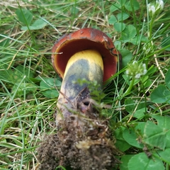 Boletus subluridellus