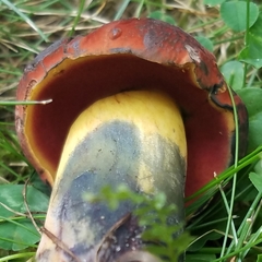Boletus subluridellus