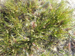 Ficinia overbergensis