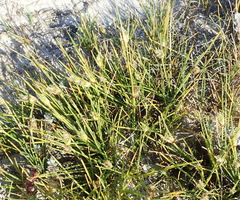 Ficinia overbergensis