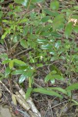 Bonatea saundersioides