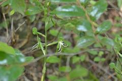 Bonatea saundersioides