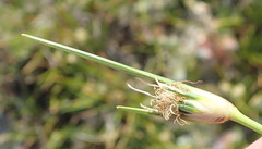 Ficinia overbergensis