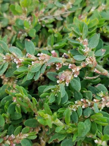 Polygonum aviculare