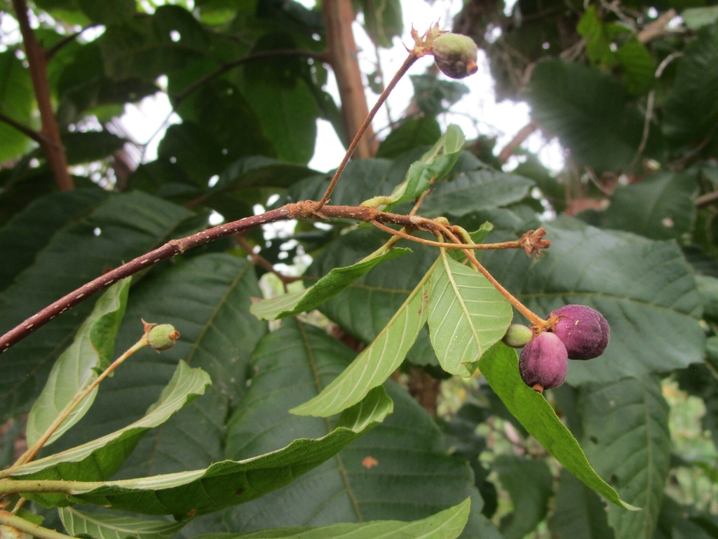 Guettarda lindeniana