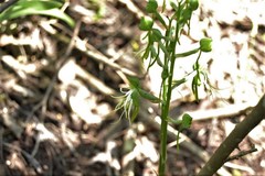 Bonatea saundersioides