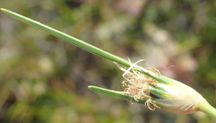 Ficinia overbergensis