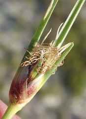 Ficinia overbergensis