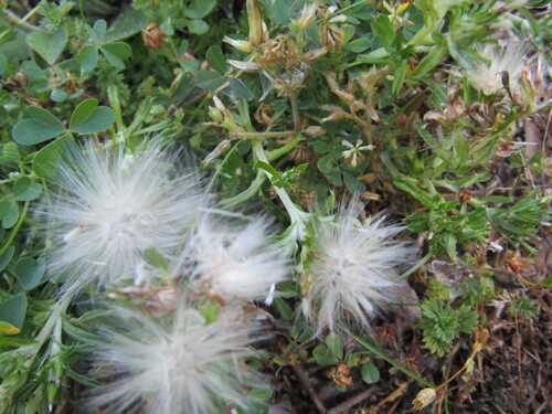 Image of Facelis retusa by (c) jfox16, some rights reserved (CC BY)