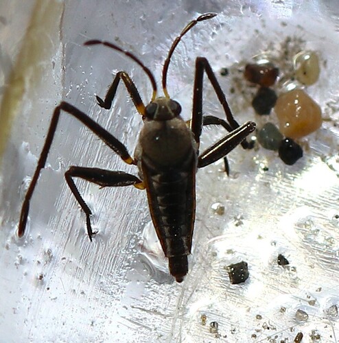 Rhagovelia distincta photo 2