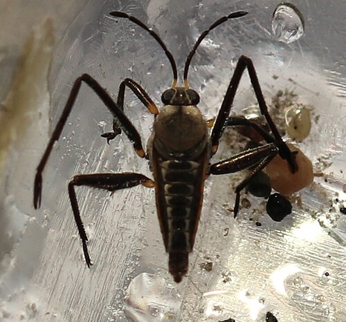 Rhagovelia distincta photo 4