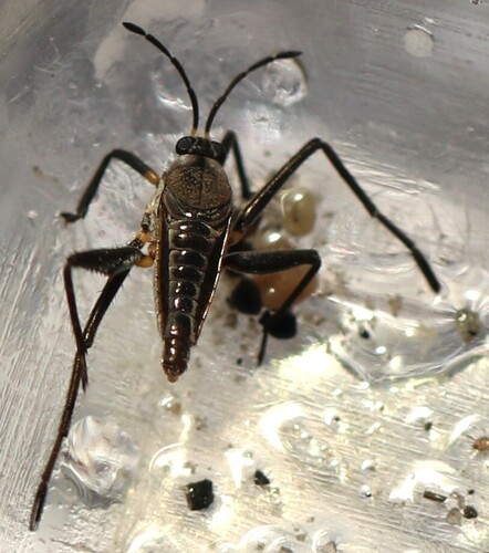 Rhagovelia distincta photo 3