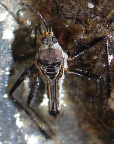 Rhagovelia distincta photo 5