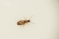 Philorhizus melanocephalus