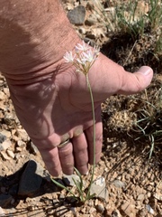 Allium kunthii