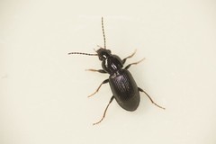 Pterostichus diligens