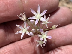 Allium kunthii