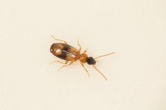 Philorhizus sigma