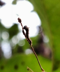 Limenitis arthemis astyanax