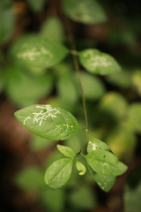 Phytomyza aprilina