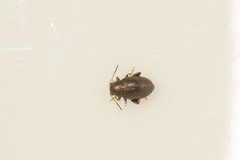 Chaetocnema hortensis