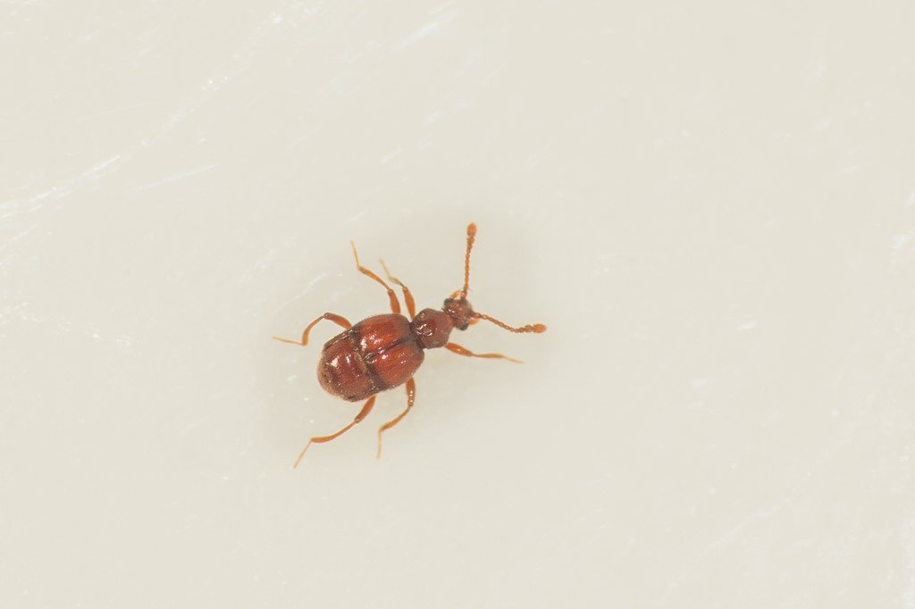 Brachygluta haematica