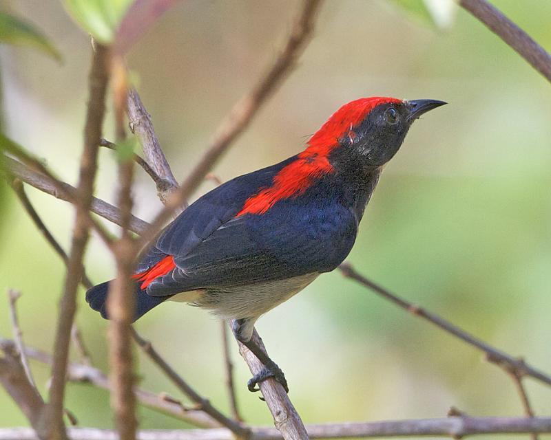 Scarlet-backed Flowerpecker (Animals of Penang Hill) · iNaturalist