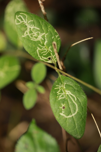 Phytomyza aprilina