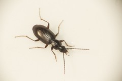Agonum thoreyi