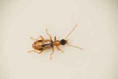 Demetrias imperialis