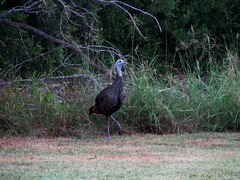 Meleagris gallopavo intermedia