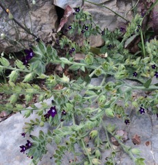 Anchusa officinalis