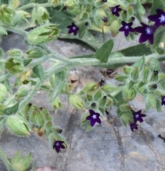 Anchusa officinalis
