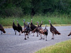 Meleagris gallopavo intermedia